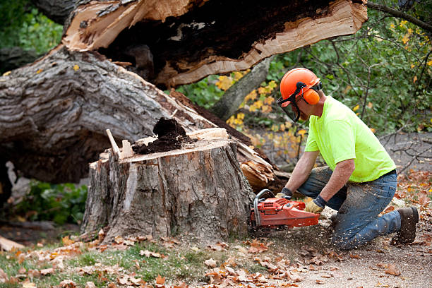 Best Tree Maintenance Programs  in Jefferson Valley Yorktown, NY