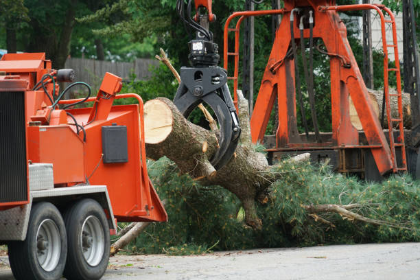 Reliable Jefferson Valley Yorktown, NY  Tree Services Solutions