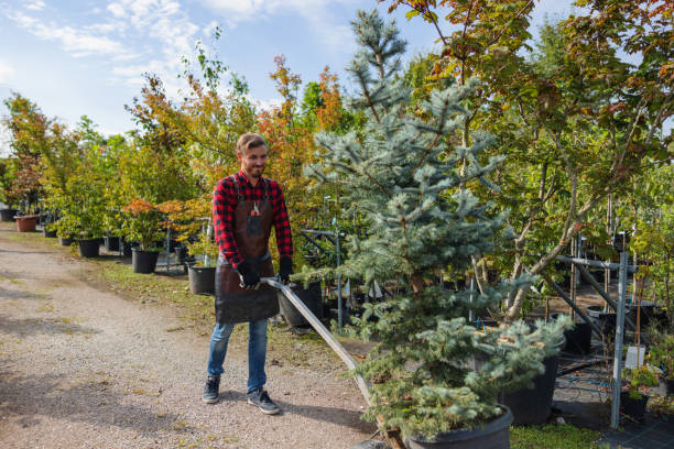 Best Fruit Tree Pruning  in Jefferson Valley Yorktown, NY